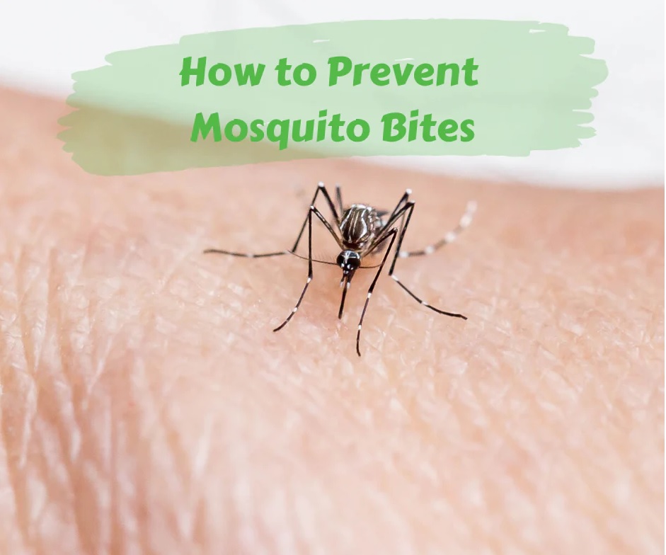 Mosquitos Bites Prevention Philadelphia Homeopathic Clinic