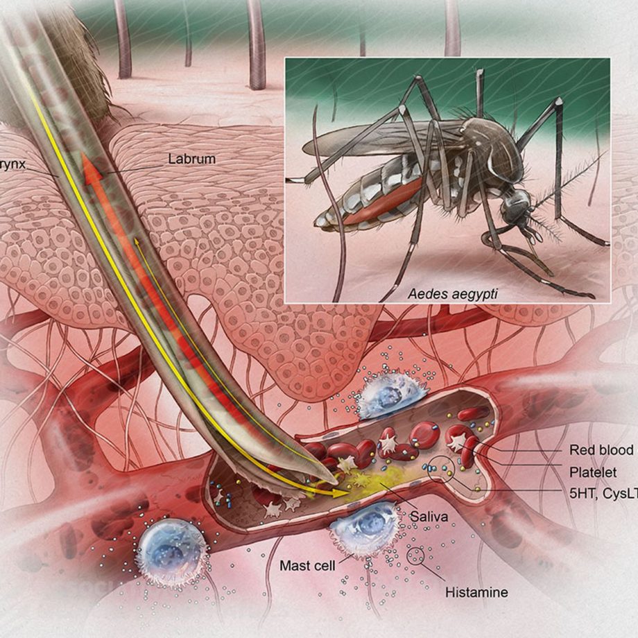 mosquitos-bites-prevention-philadelphia-homeopathic-clinic