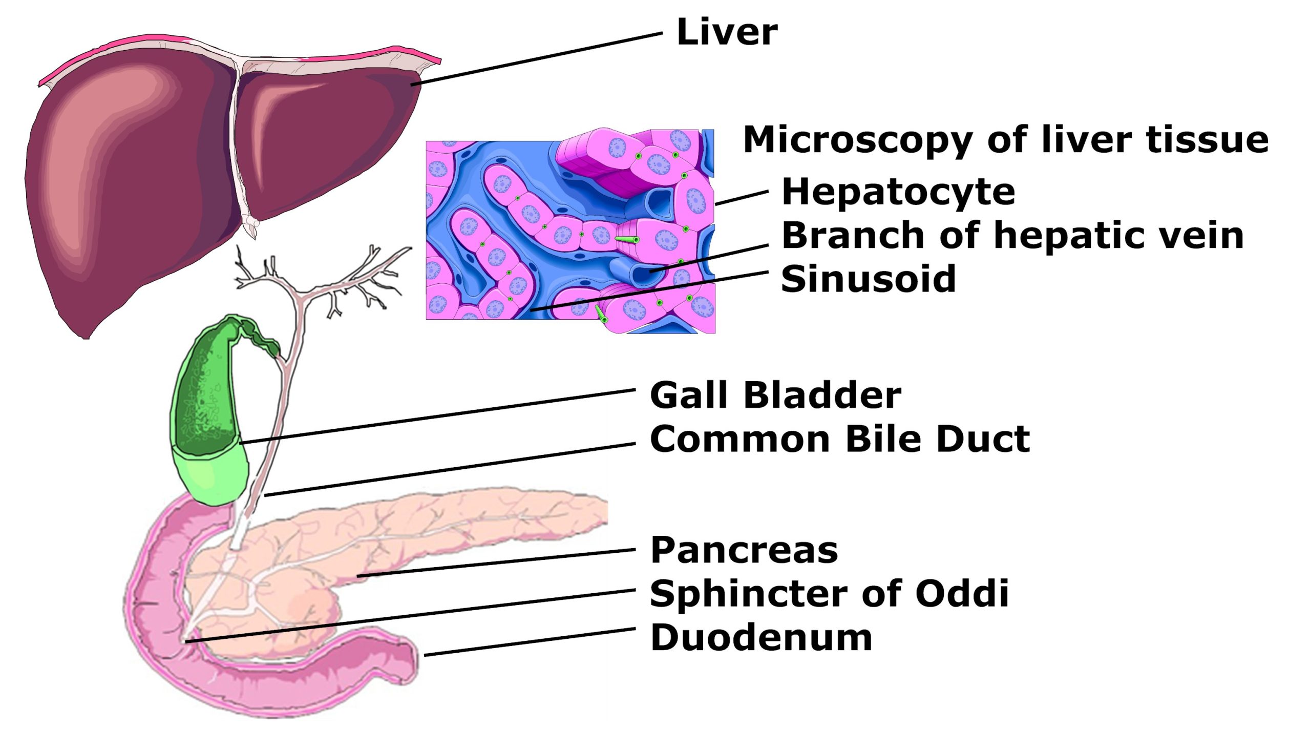 Hepato biliary system