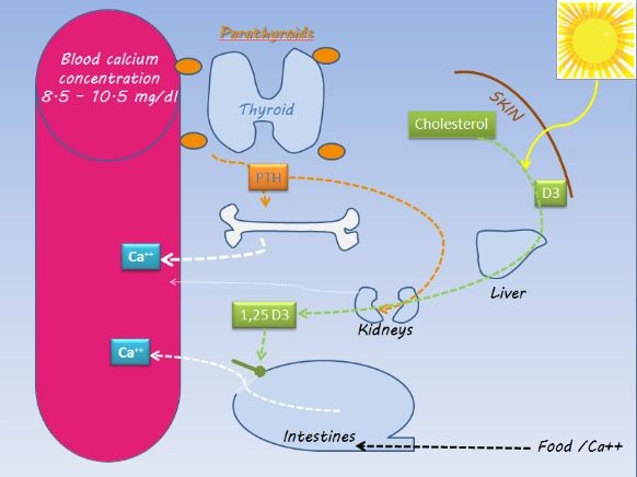 Parathyroidism, aka parathyroid disease