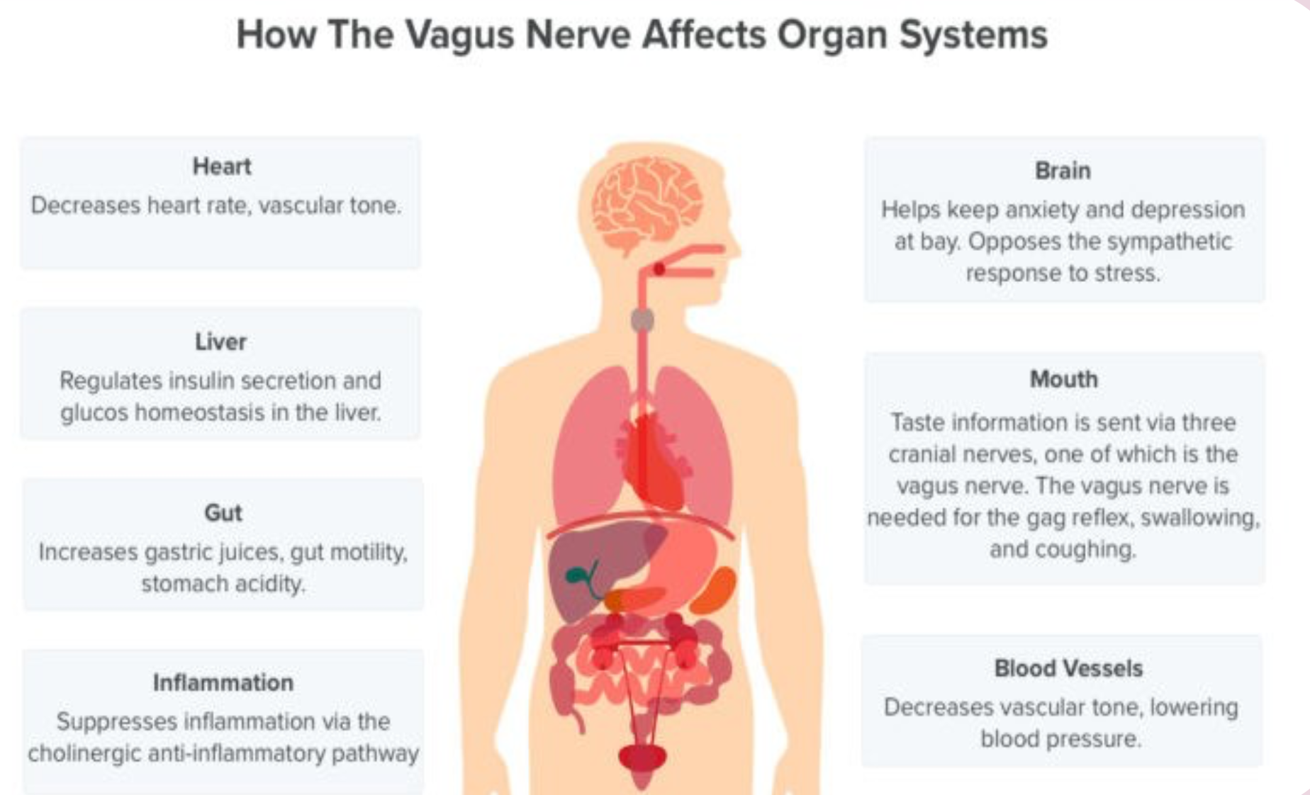 How the Vagus nerve affects body systems