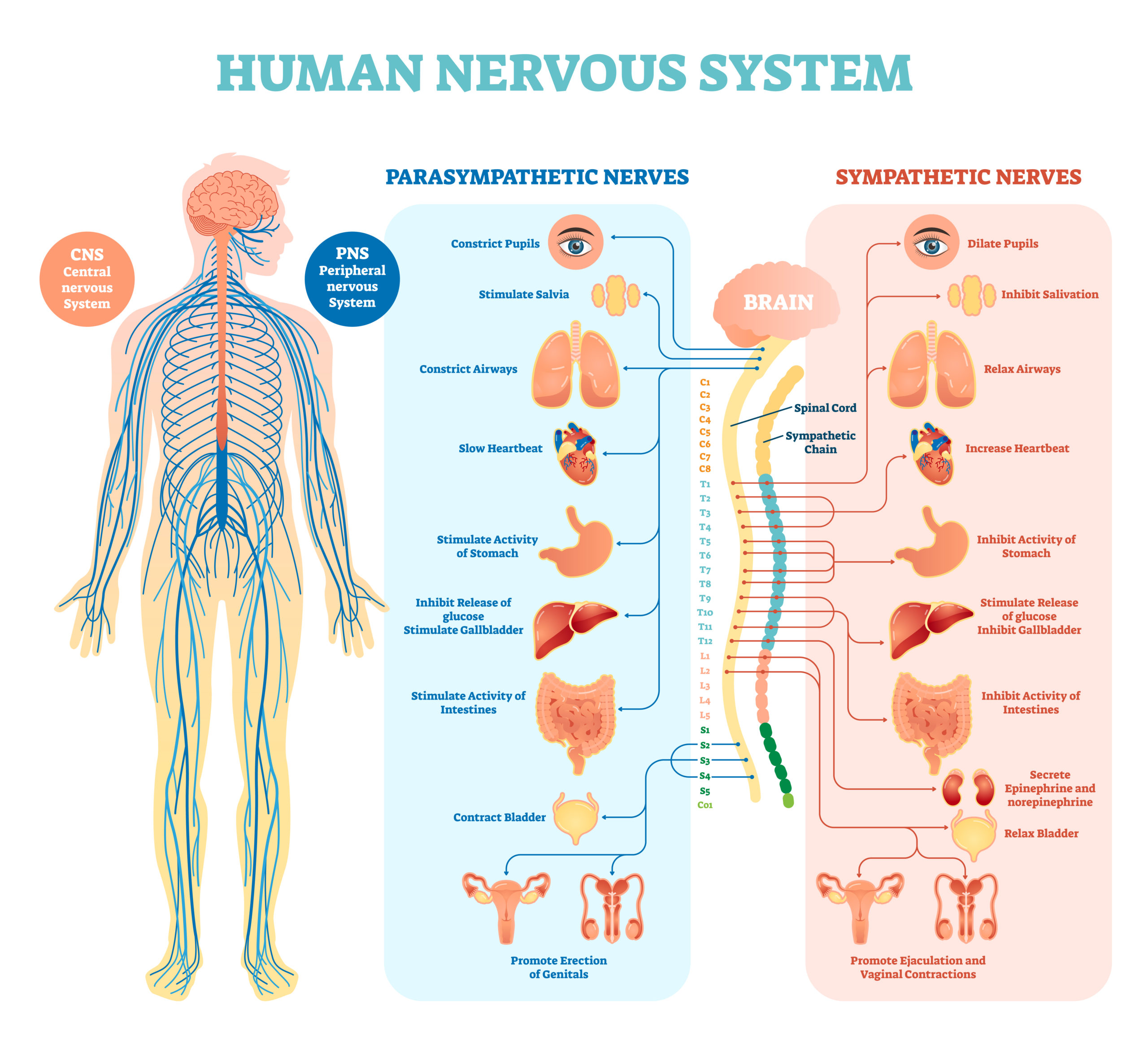 Human Nervous System
