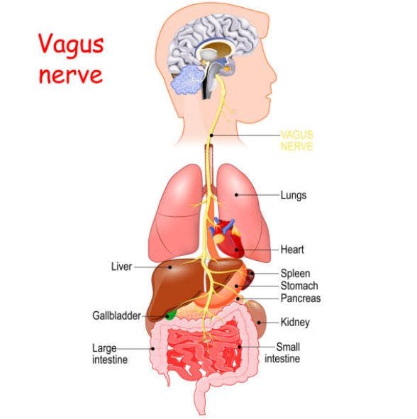 Vagal nerve syndrome
