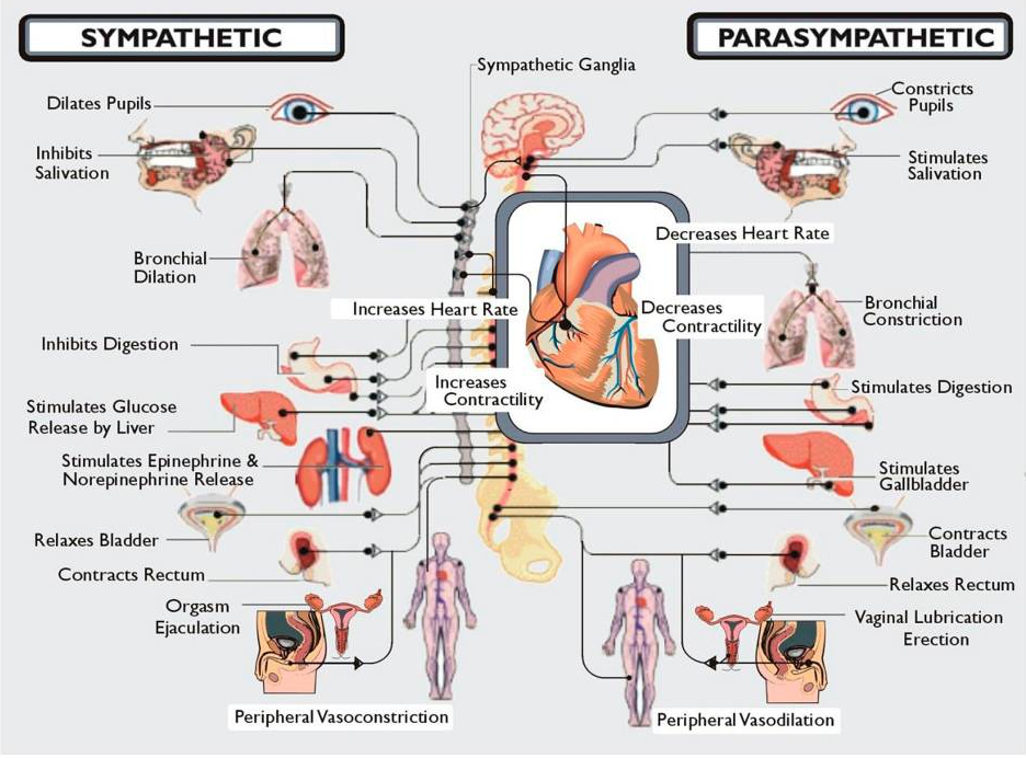 What is dysautonomia