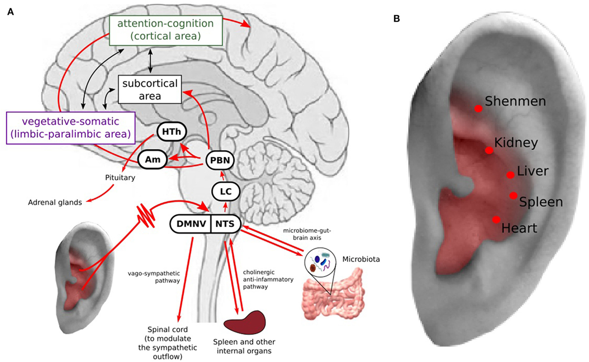 acupuncture for vagus nerve disorder