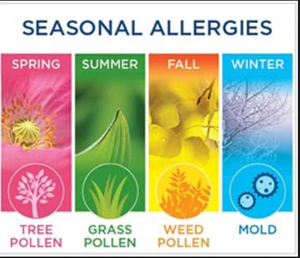 Hay fever seasonal allergies