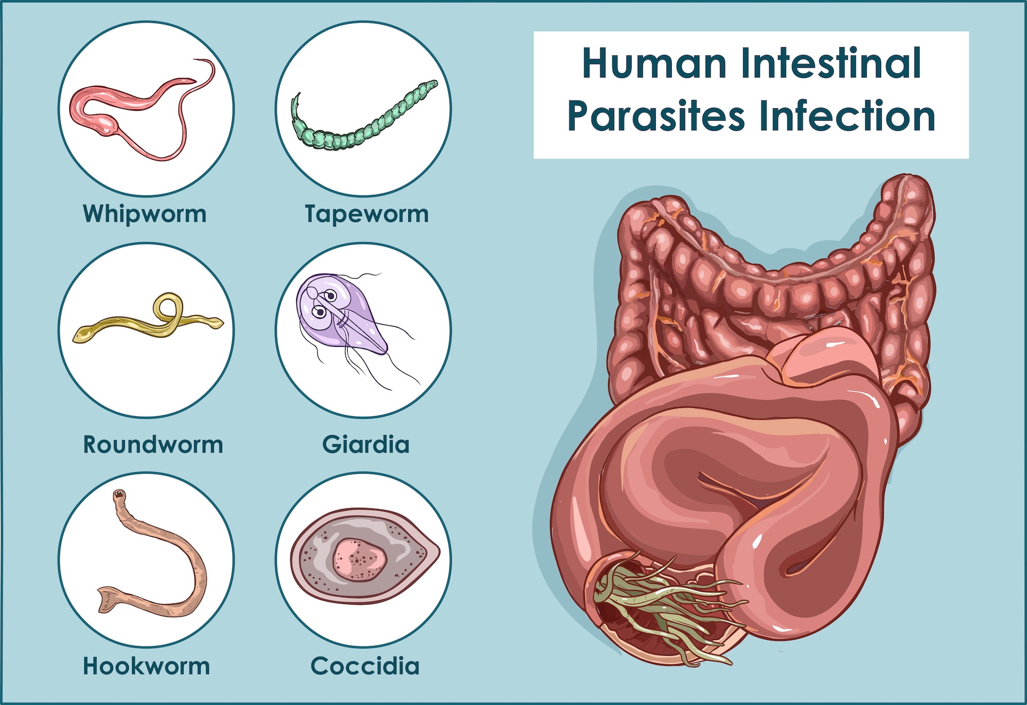 Types of parasites