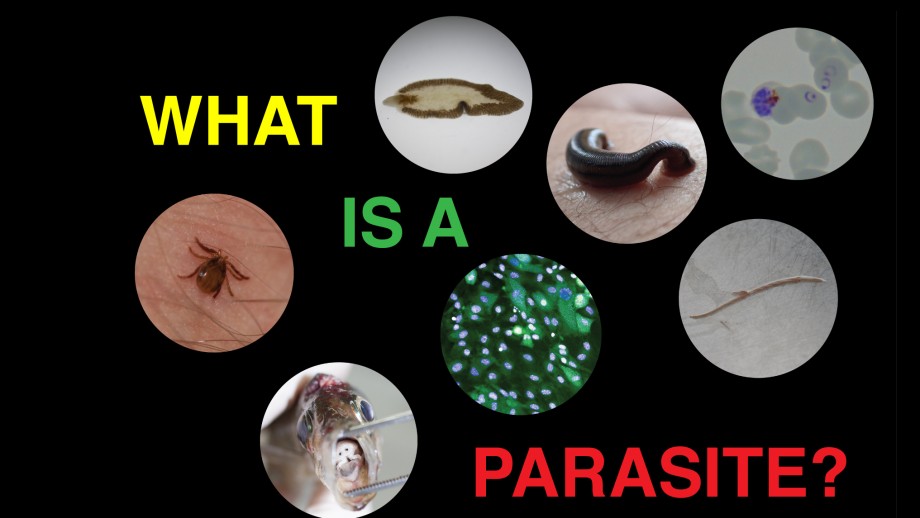 What is a parasite