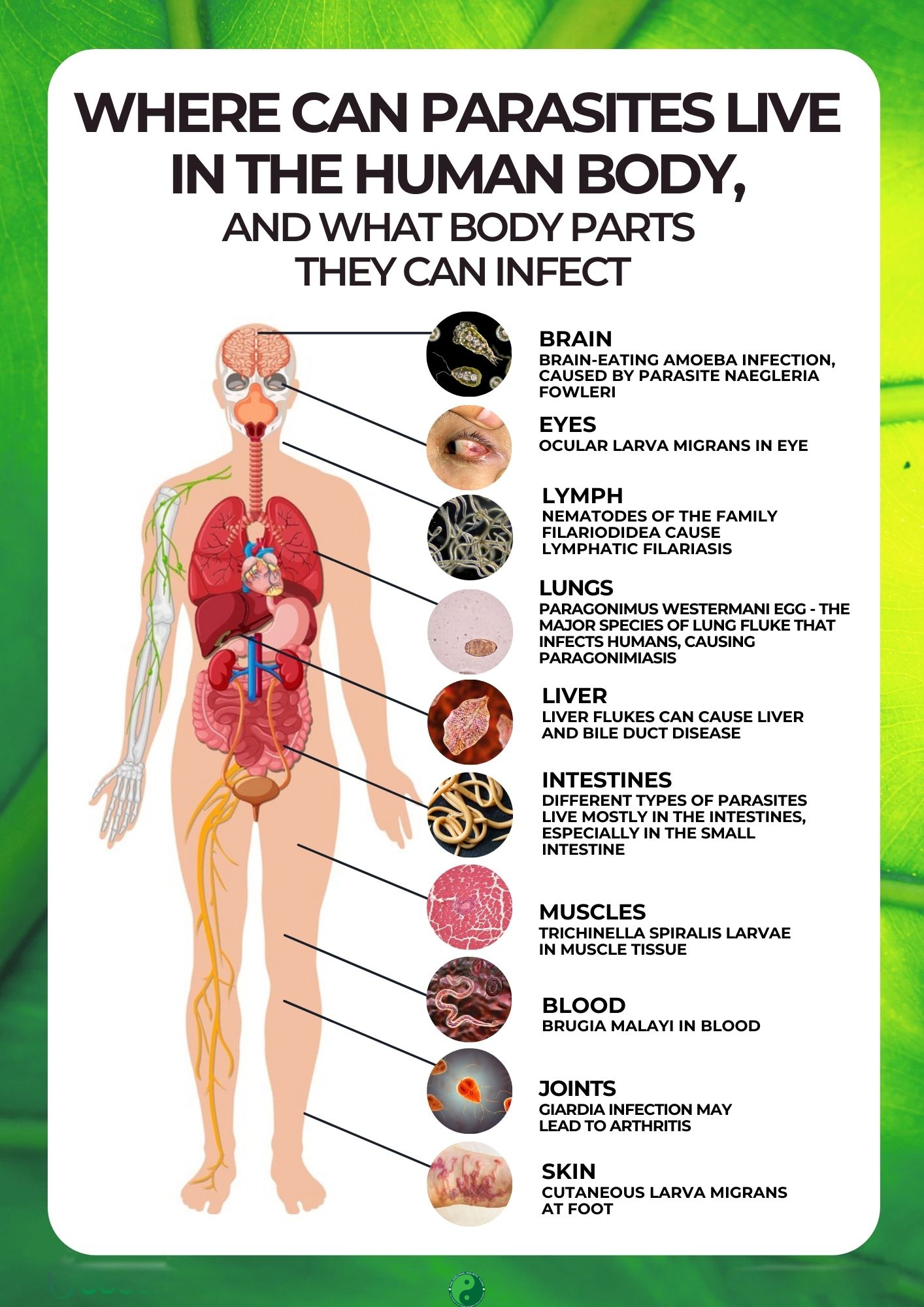Where worms live in human body? 