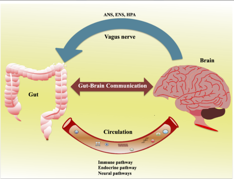 Gut Brain Axis